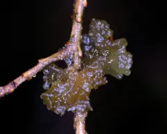 Gabura insignis thumbnail 4