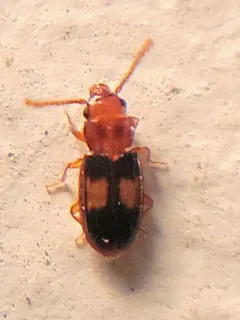 Square-spotted Flat Bark Beetle thumbnail 3