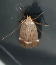 Lupine Leafroller Moth thumbnail 3