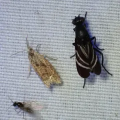Pale-headed Eucosma Moth thumbnail 4