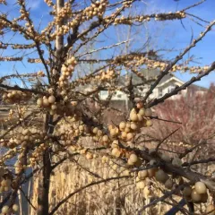 Sea-buckthorn thumbnail 2