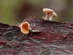 Lachnellula hyalina thumbnail 3