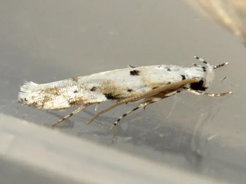 Coleotechnites eryngiella