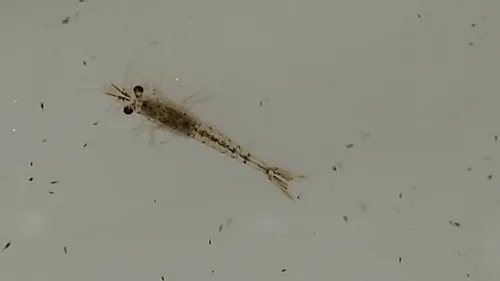 Great Lakes Opossum Shrimp