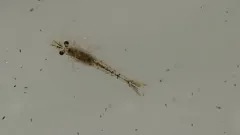 Great Lakes Opossum Shrimp thumbnail 1