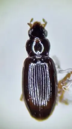 Elaphropus parvulus thumbnail 3
