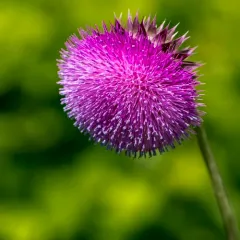 musk thistle thumbnail 3