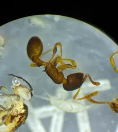 Nevada Acorn Ant thumbnail 1