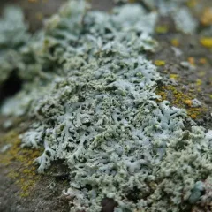 Thomson's Rosette Lichen thumbnail 4