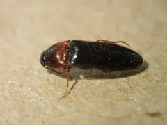 Ampedus atripennis thumbnail 3