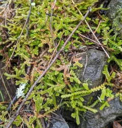 Douglas' Spikemoss thumbnail 4