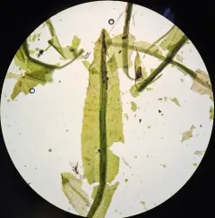 Wavy Starburst Moss thumbnail 3