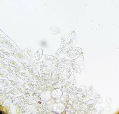 Purple-lobed Notchwort thumbnail 2