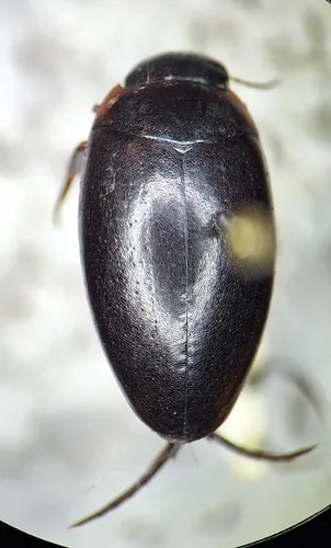 Agabus tristis