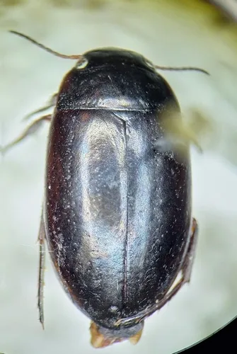 Ilybius vancouverensis
