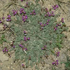 Missouri Milkvetch thumbnail 1