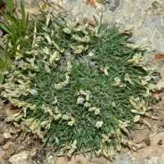 little bun milkvetch thumbnail 1