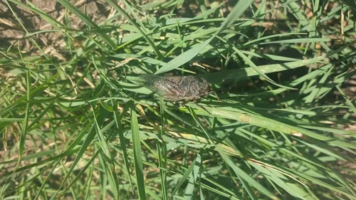 Mountain Cicada