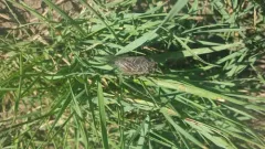 Mountain Cicada thumbnail 1