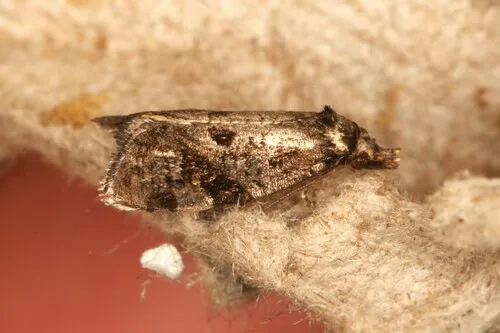 Aethes rana