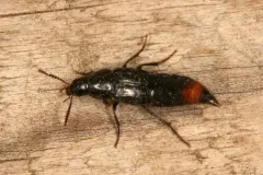 Black Lordithon Rove Beetle thumbnail 3