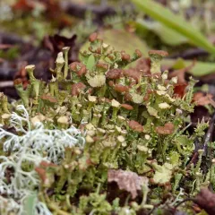 Smooth Horn Lichen thumbnail 2