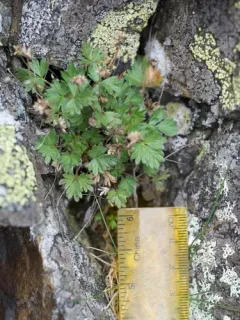 Dwarf Mountain Cinquefoil thumbnail 4