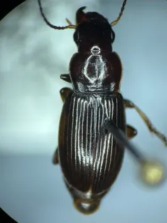 Harpalus cordifer thumbnail 2