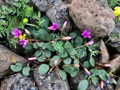 Great Basin Springbeauty thumbnail 3