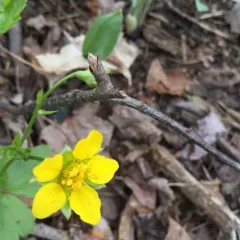 Appalachian barren-strawberry thumbnail 2