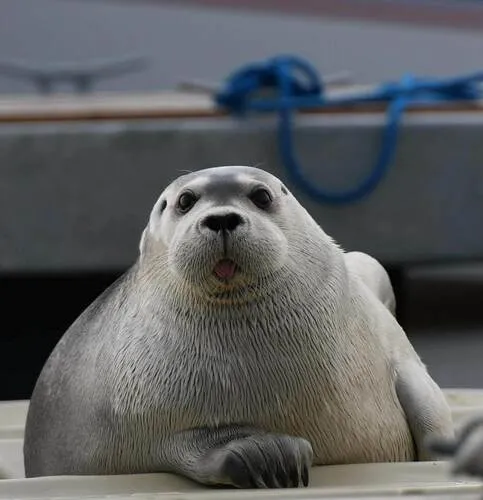 Bearded Seal