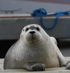 Bearded Seal