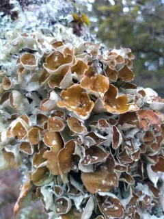 perforated ruffle lichen thumbnail 1