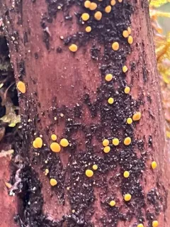 Sulphur Disco thumbnail 2