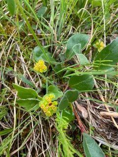 Rosendahl's Golden-saxifrage thumbnail 3
