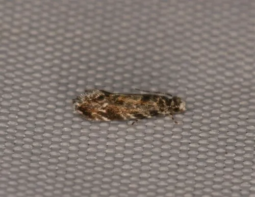 Dryadaula visaliella