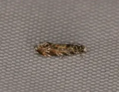 Dryadaula visaliella thumbnail 1