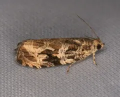 Olethreutes atrodentana thumbnail 3