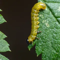 Mountain Ash Sawfly thumbnail 2