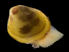 Smooth nutclam thumbnail 3