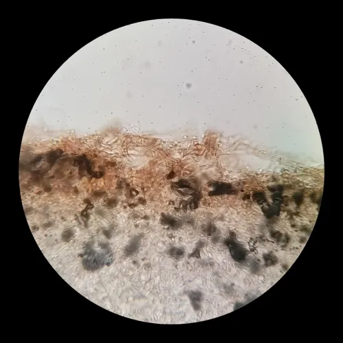 Infundibulicybe bresadolana