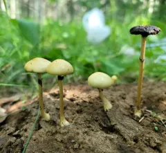 Protostropharia dorsipora thumbnail 3