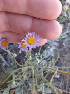 Tweedy's Fleabane thumbnail 3