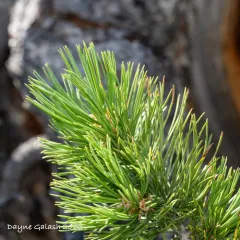 limber pine thumbnail 4