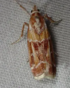 Rusty Pine Cone Moth thumbnail 3