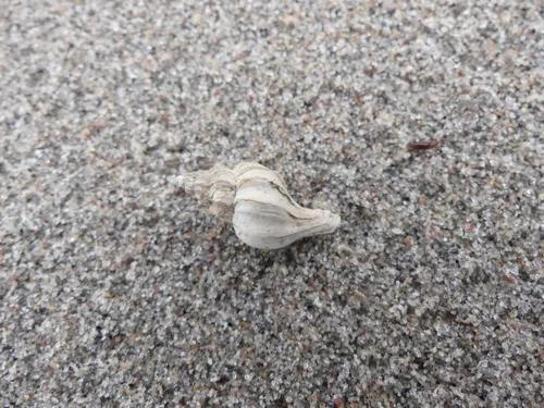 Clathrate trophon