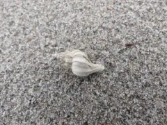 Clathrate trophon thumbnail 1