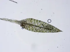 Wahlenberg's Nodding Moss thumbnail 4