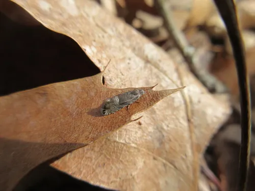Speckled Sereda Moth