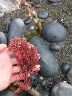 Fredericqia decewii thumbnail 3